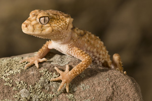 sand gecko